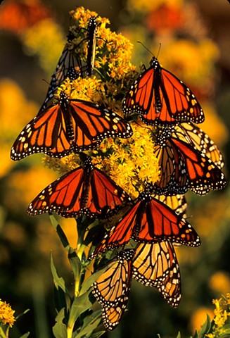 Monarchs