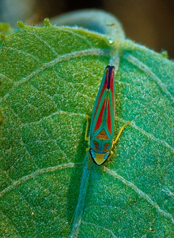 Scarlet-and-green Leafhopper