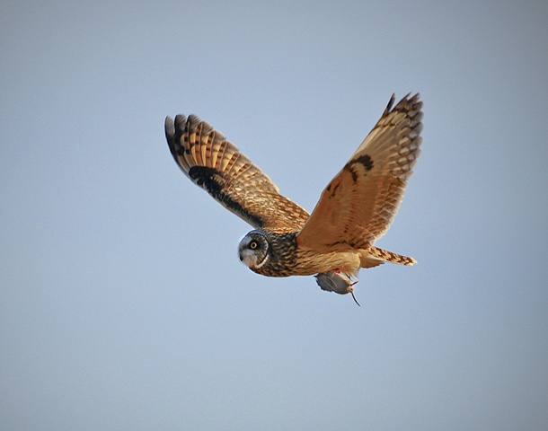 Short-eared Owl with prey