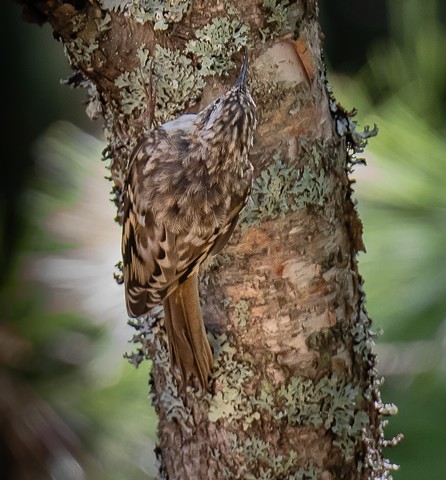 Brown Creeper
Master of Camouflage