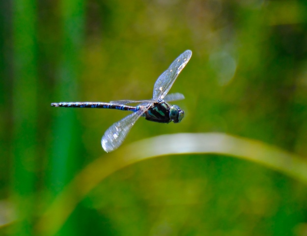 Darner Dragonfly