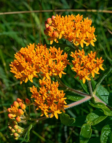 Butterfly-Weed