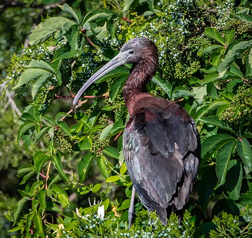 Glossy Ibis at nesting site
