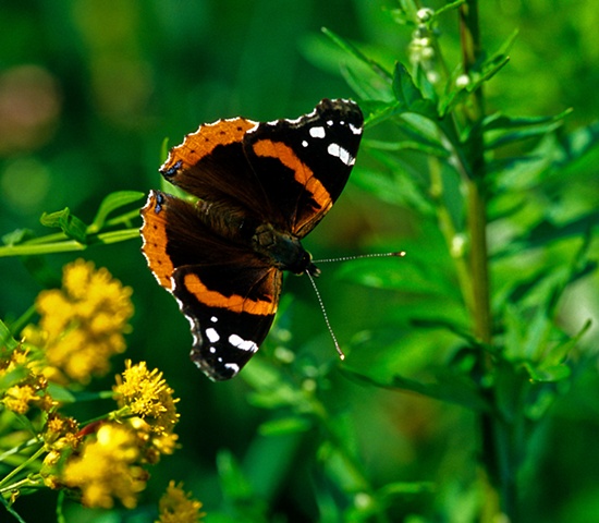 Red Admiral