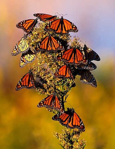 Monarchs on goldenrod