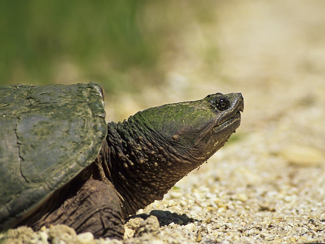 Snapping Turtle Profile