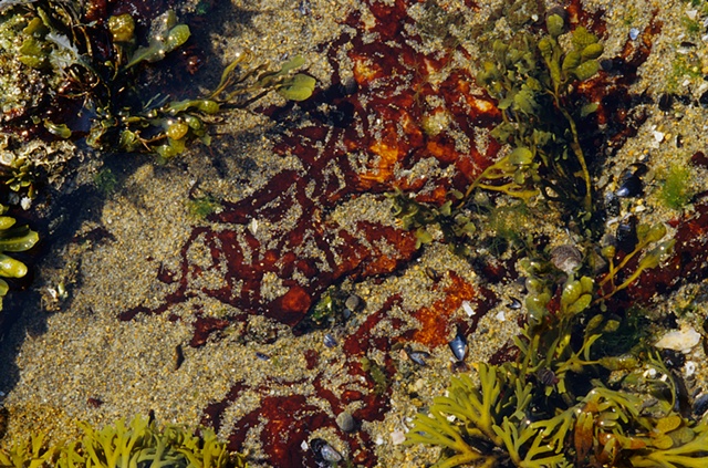 Red Algae II