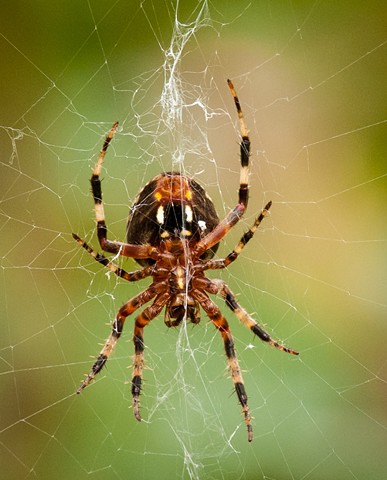 Spotted Orbweaver Spider
Neoscona domiciliorum