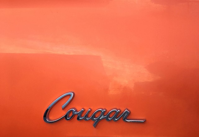 Cougar
