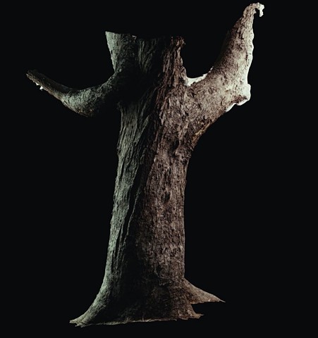 3d Scan of tree using photogrammetry