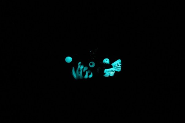 Lucid Visions

Bio Luminescent Angler Fish