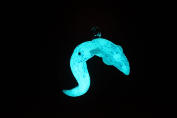 Lucid Visions 
Bio luminescent Cuttle Fish