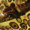 Hanging Manta Ray 
by Lucid Visions Glass

Jacksonville Beach, FL