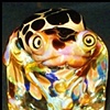 Joshua Mazet Leopard Frog 
"Chillin"  Leopard Frog