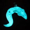 Lucid Visions 
Bio luminescent Cuttle Fish