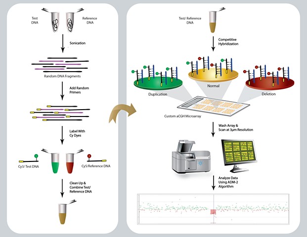 Agilent aCGH (Array Comparative Genomic Hybridization) Methodolgy

Adobe Illustrator