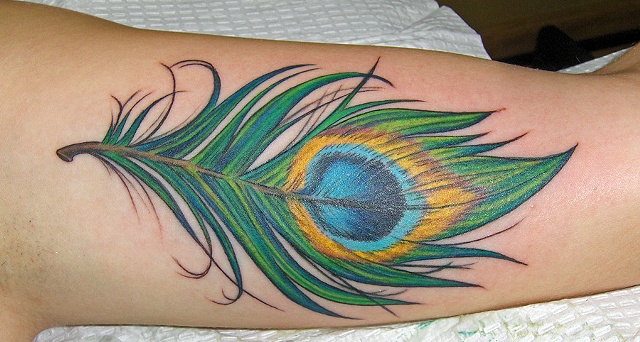 Peacock ,Feather, Tattoo, Color, Lovecraft Tattoo, Laura Usowski