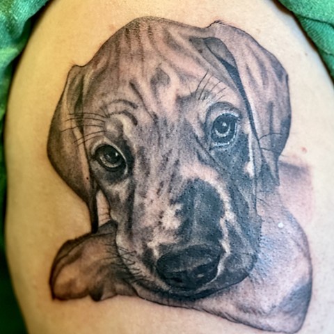 Dog portrait tattoo, Laloba tattoo, Laura Usowski tattoo, ct tattoo, female tattoo artist