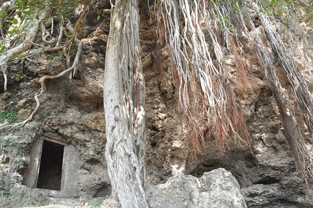 Banyan at Buddhist caves in Shahallah ditta