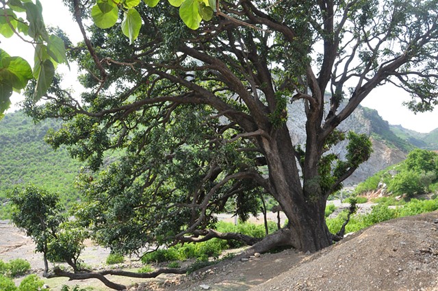 An old mango tree at Shahallahditta
