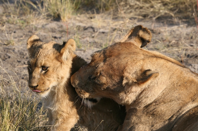 E.W. Gogel Photography - Lioness Grooming Her Cub