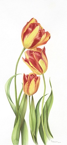 watercolor on paper/ yellow & red flame tulips