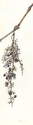 watercolor on vellum/ grapes