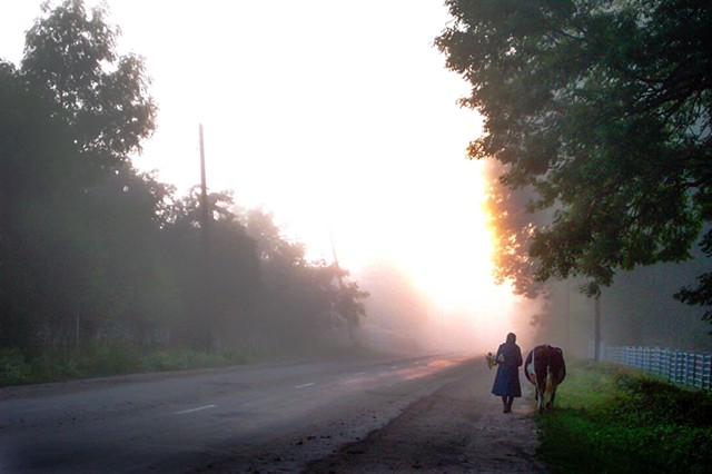 Taking the cow to the field at dawn