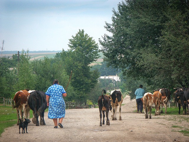 Taking the cows to pasture