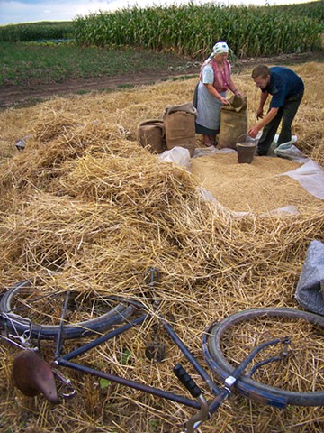 Gathering the barley