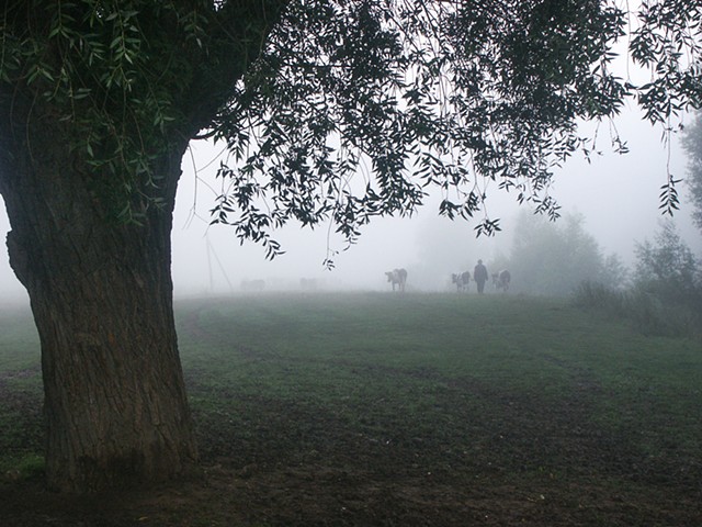  Taking the cows to pasture in the misty dawn, Petryliv