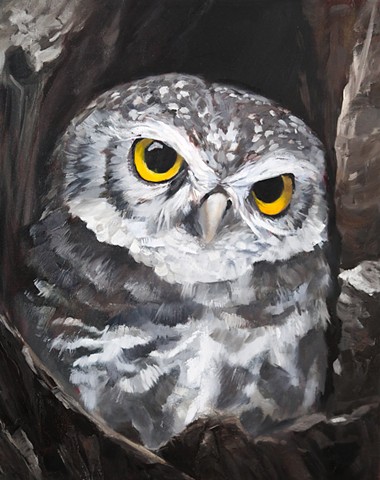 The Blind One (Boreal Owl)