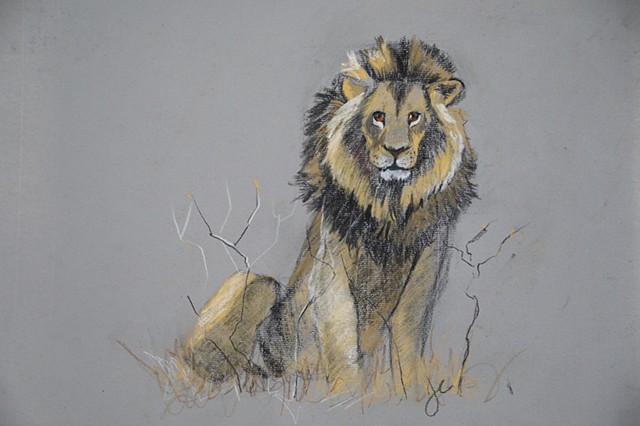 Lion Pastel Charcoal drawing