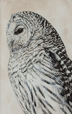 Barred Owl Study 2