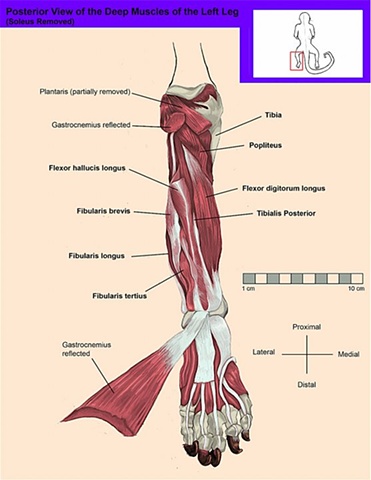 Posterior View of the Deep Muscles of the Leg