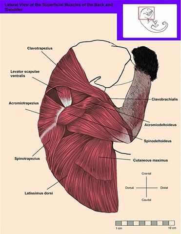 Lateral, Superficial View of the Muscles of the Back and Shoulder
