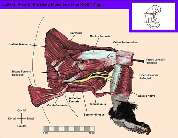 Lateral View of the Deep Thigh