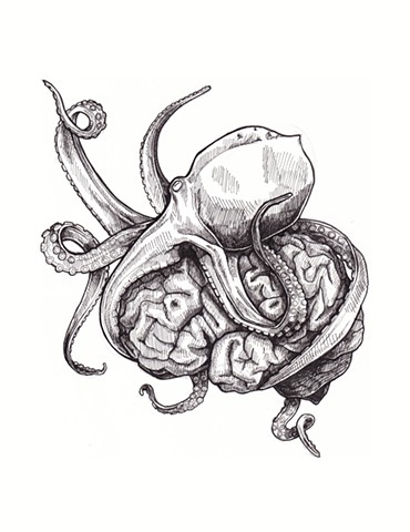 Octopus Brain
