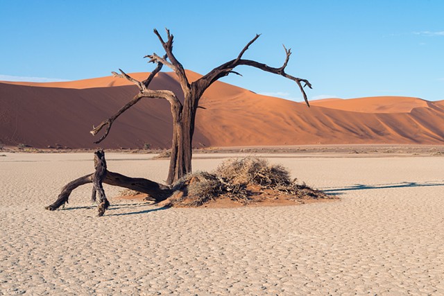 One Tree on the clay pan in Sossusvlei, Namibia
