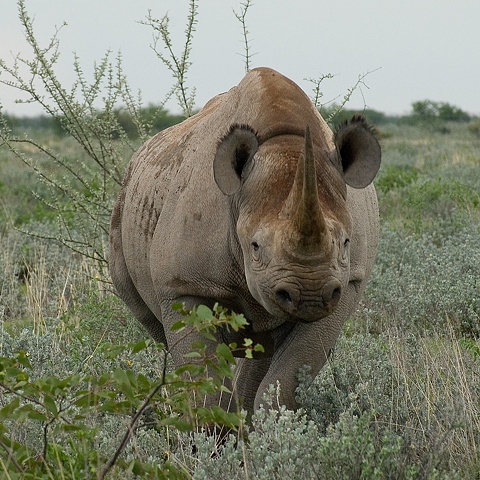 Rhino - To Charge or Not to Charge
Etosha Park, Namibia