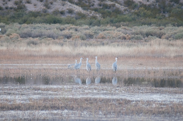 Sand Cranes at Dawn