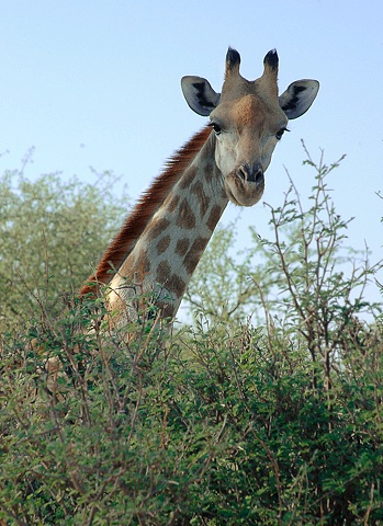 Giraffe Peeking 
Mohango Reserve
Namibia