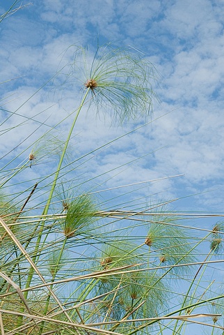 Papyrus Reeds in the Okavanga Delta
Botswana