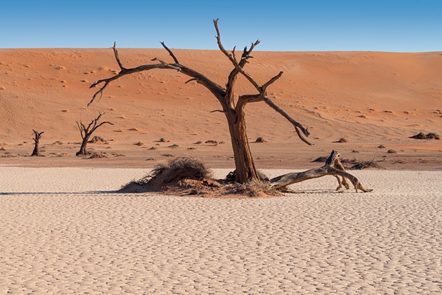 A second view of a tree in Hidden Vlei in Sossusvlei Namibia