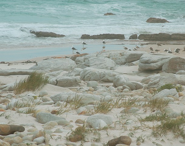 Gulls on the beach in Cape Hope South Africa