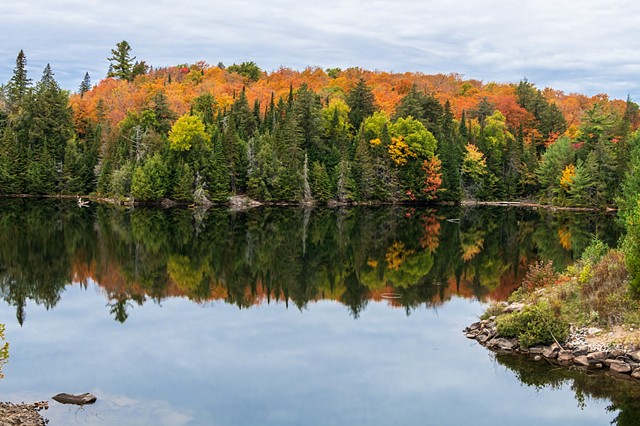 Tea Lake in Algonquin Park with Beautiful Reflection of the Fall leaf colours.
