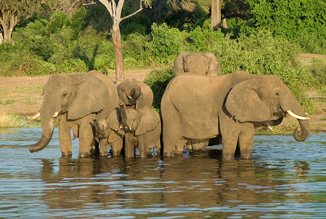 Sunset Elephants Botswana