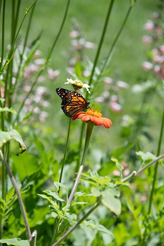 Butterfly on Flower in Gardens