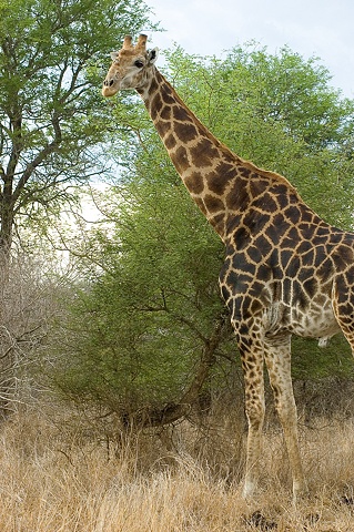 Look from a Giraffe
Krueger Park, South Africa 