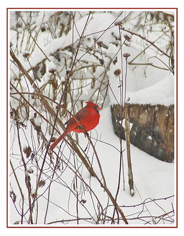 Cardinal on a Branch